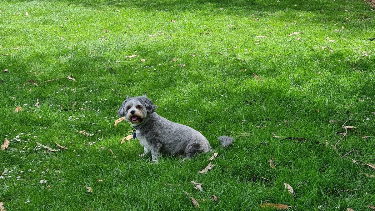 Park Island Dog Park