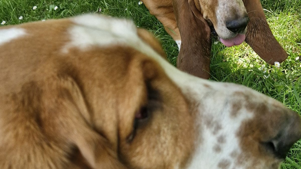 Park Island Dog Park
