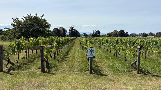 Village Vineyards