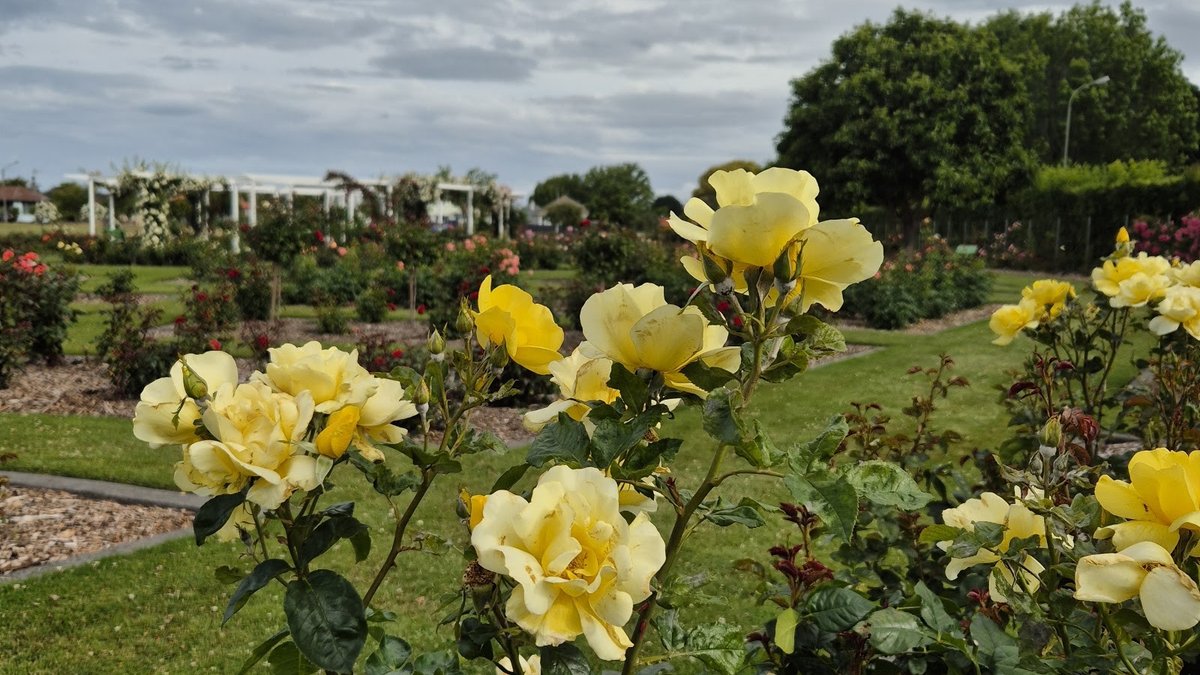 Kennedy Park Rose Garden