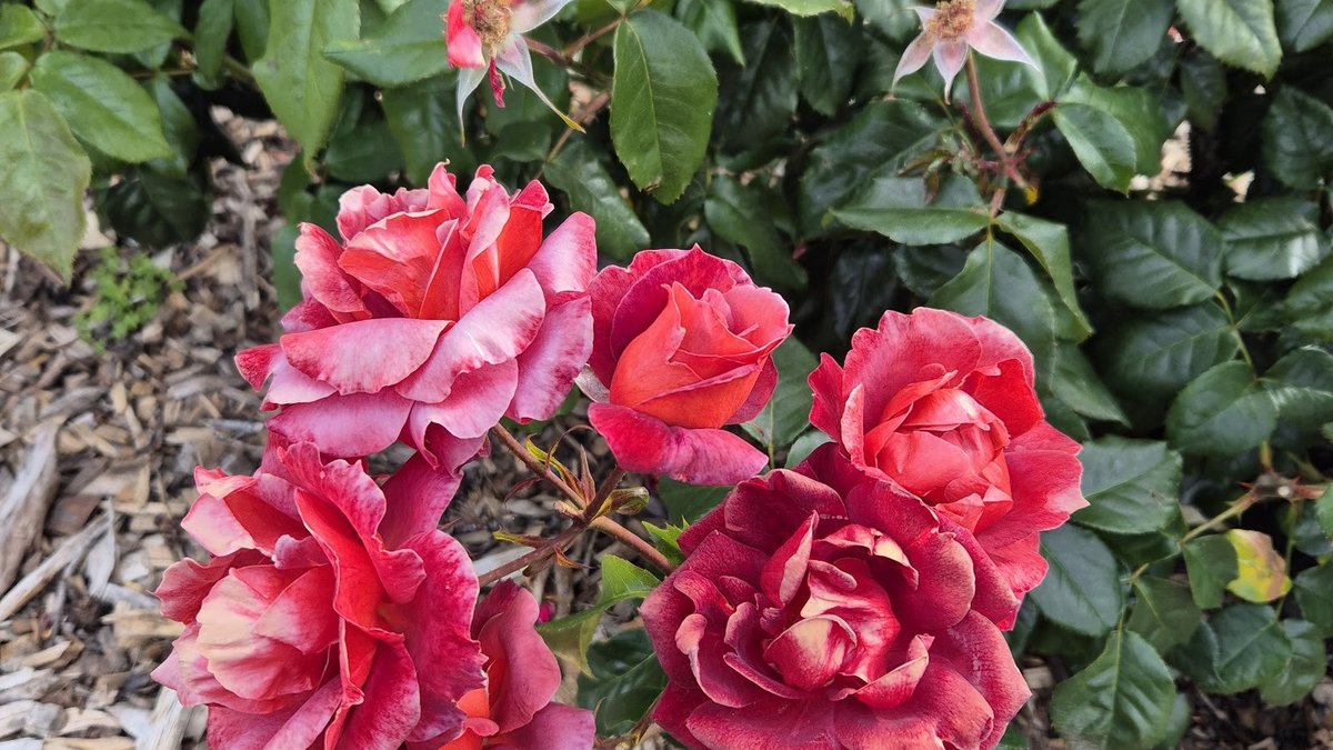 Kennedy Park Rose Garden