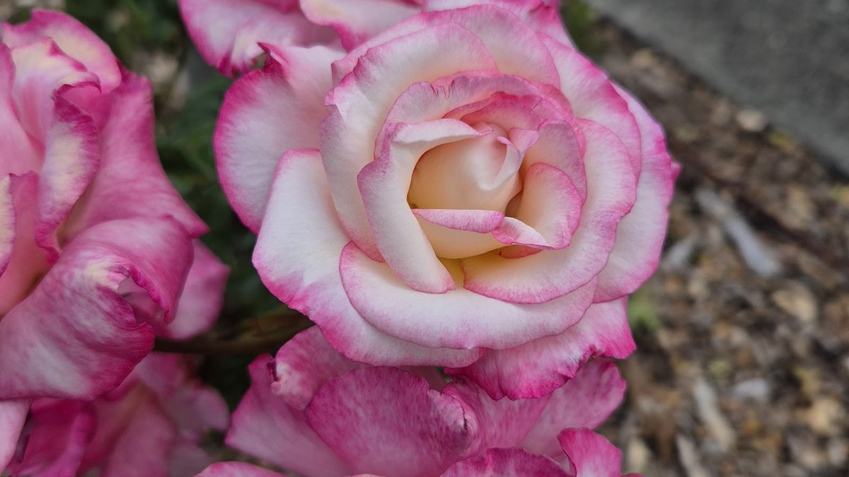 Kennedy Park Rose Garden