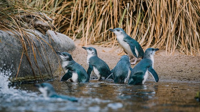 National Aquarium of New Zealand