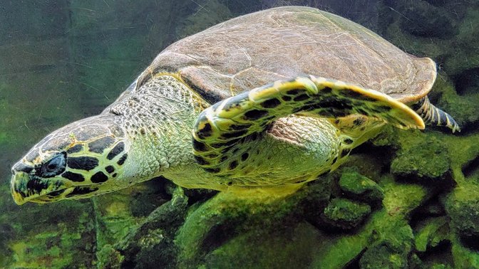 National Aquarium of New Zealand