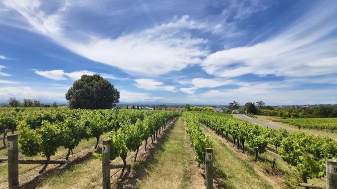 Black Barn Vineyards