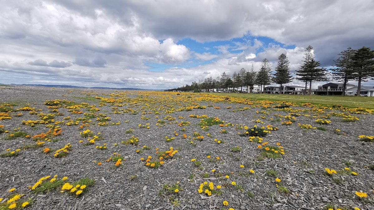 Foreshore Reserve
