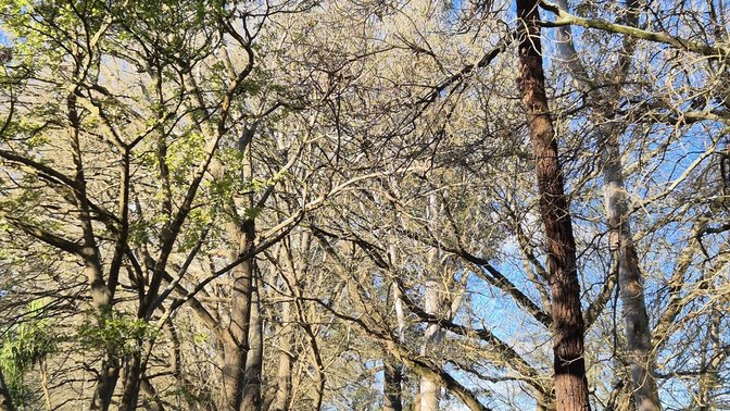 Pākōwhai Regional Park