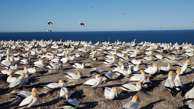 Gannet Safaris Overland