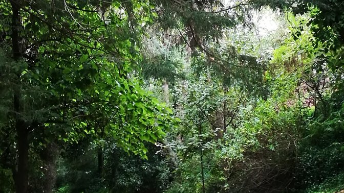 Kingsgate Reserve