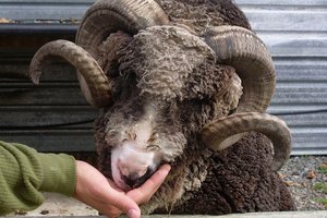 Hawkes Bay Farmyard Zoo