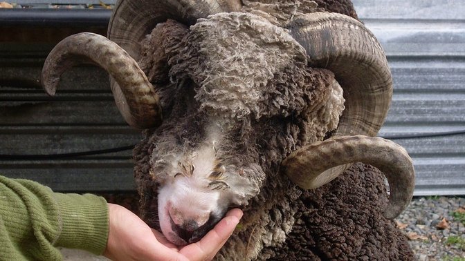 Hawkes Bay Farmyard Zoo