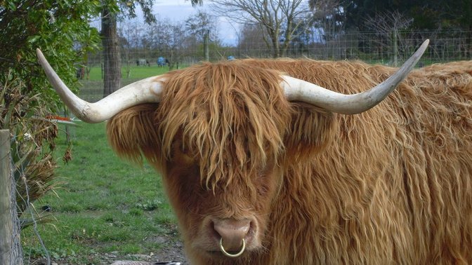 Hawkes Bay Farmyard Zoo