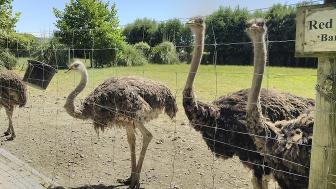 Hawkes Bay Farmyard Zoo
