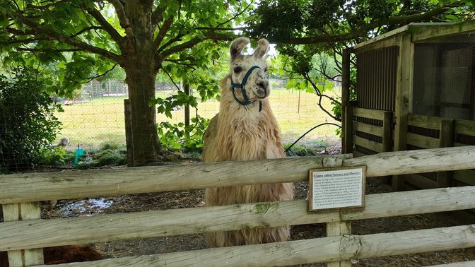 Hawkes Bay Farmyard Zoo