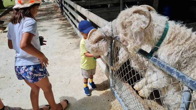 Hawkes Bay Farmyard Zoo
