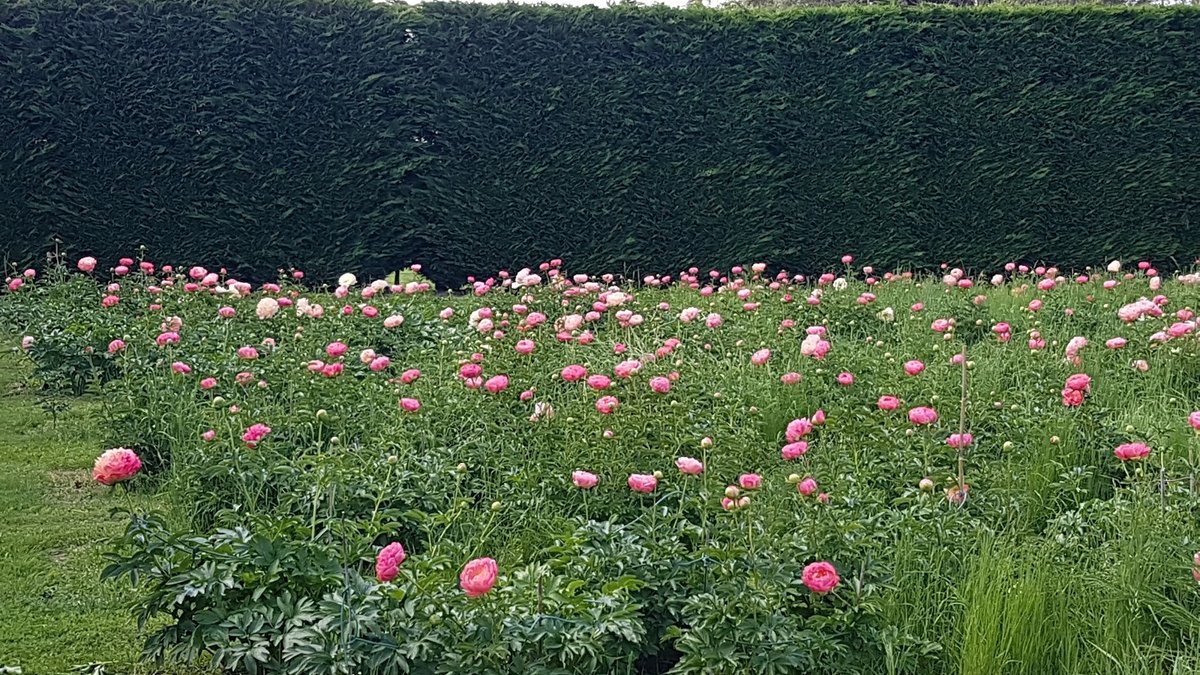 Sunset Blooms and Country Air: Peonies at Twilight 2026
